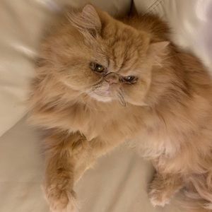 Meet your Posher, Yan